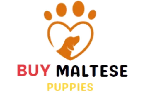 Oh Order ya Maltese -Buy a maltese puppy 