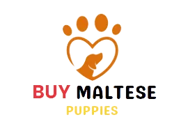 HOME MALTESE PUPPIES FOR SALE